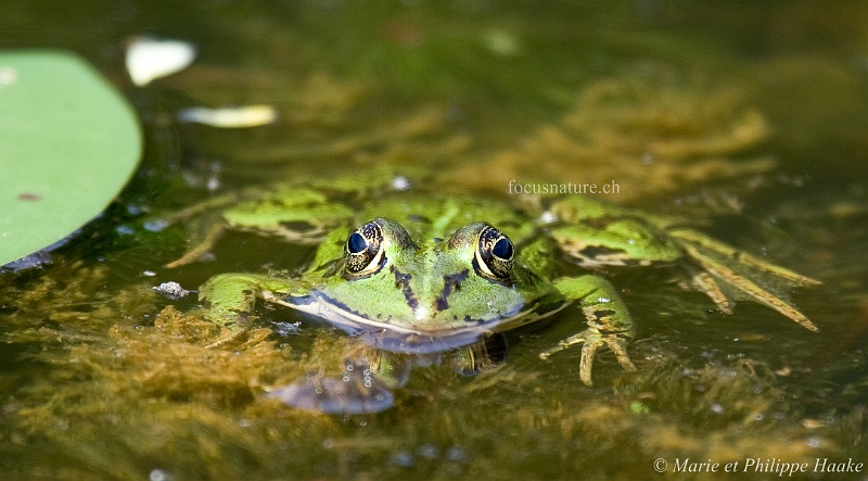 Grenouille verte 6536_wm.jpg - Grenouille verte (Brenne, France, juin 2009)